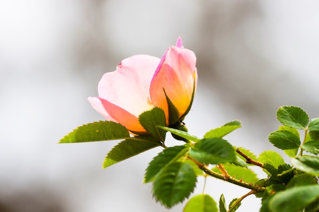 iStock 000022085288 Small Wild Rose